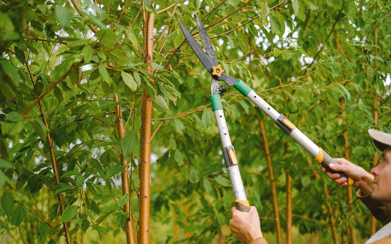 Tree trimming in Pierson, IA